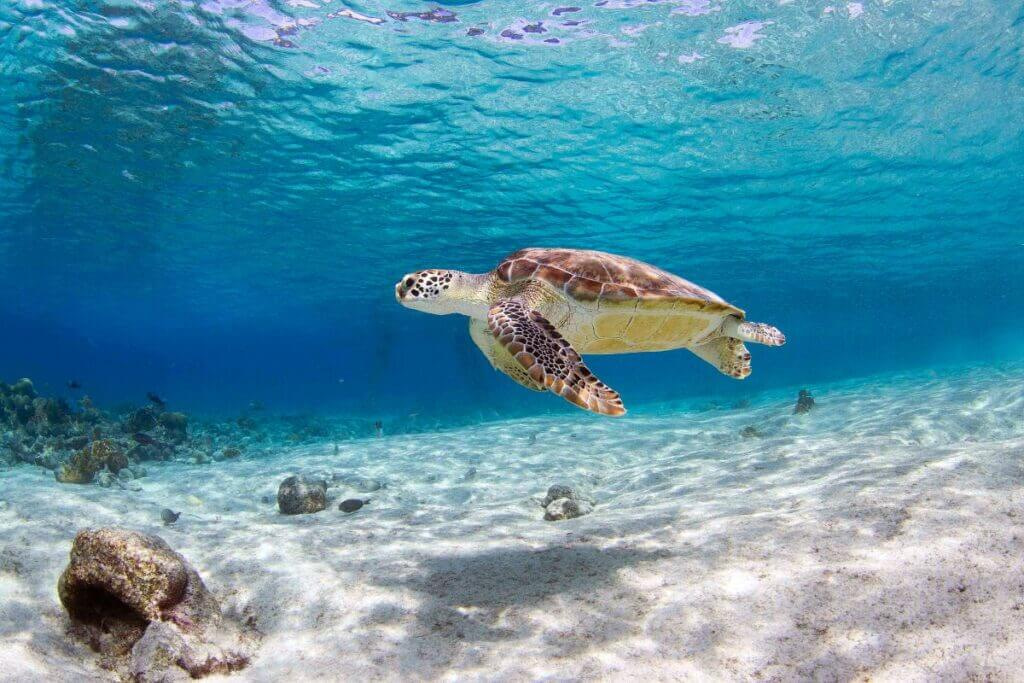 PADI Discover Scuba Diving